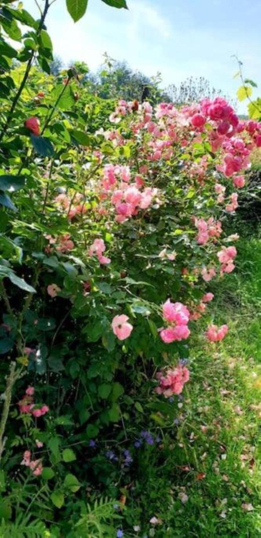 La Maison Des Roses Drachenbronn-Birlenbach Esterno foto