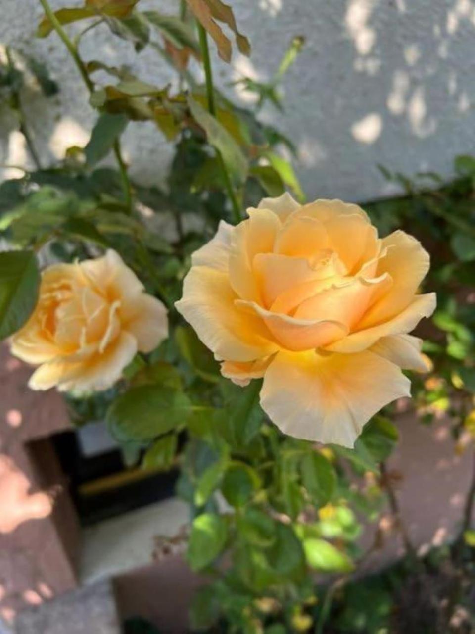 La Maison Des Roses Drachenbronn-Birlenbach Esterno foto