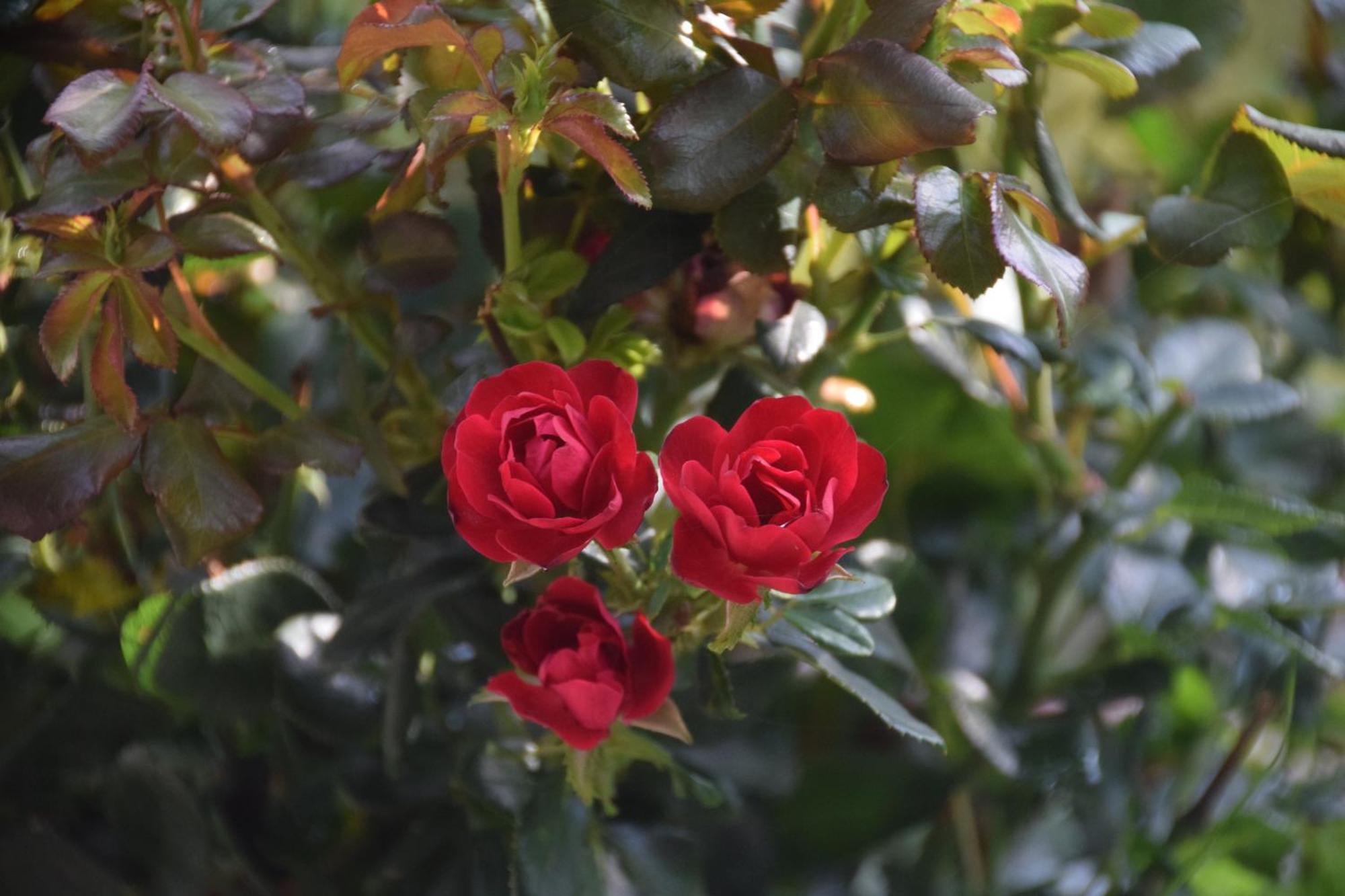 La Maison Des Roses Drachenbronn-Birlenbach Esterno foto